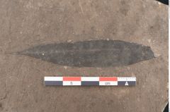 Foto (Detailansicht) von Zizyphus paradisiacus Unger (NHMW-GEO-2024-0188-8057b)